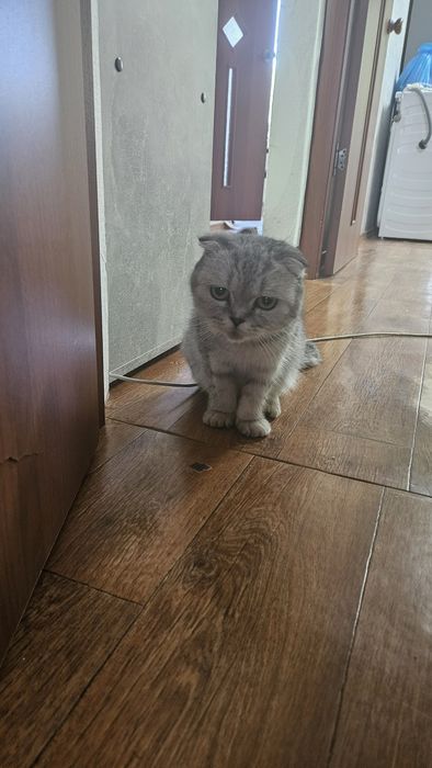 Отдам кошку в добрые руки