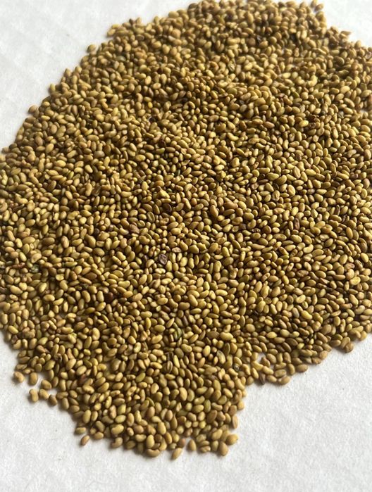 Vand samanta de lucerna descuscutat si trifoi rosu