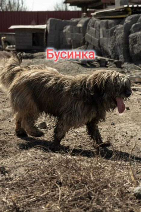 Дарю в добрые и ответственные руки