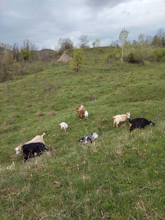 Vând Două capre  cu câte doi iezi