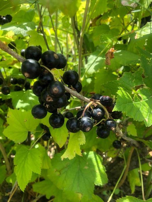 Продам дачу д/о Жемчужина