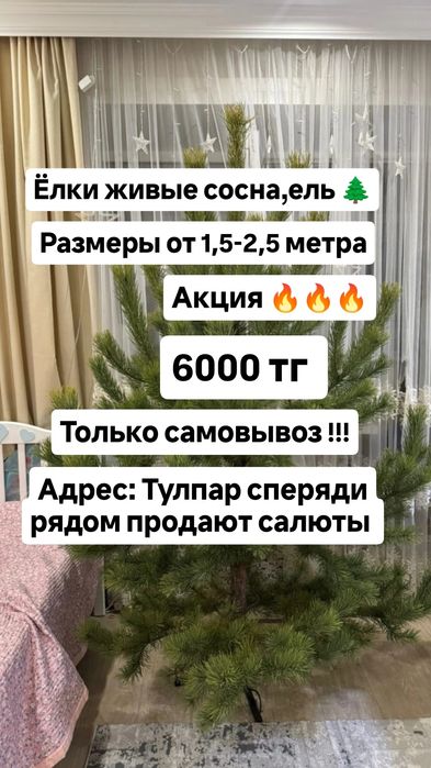 Елки живые сосна