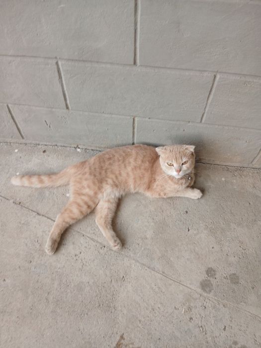 Mushuk sotiladi, scottish fold zotli, tahminan 2 yosh