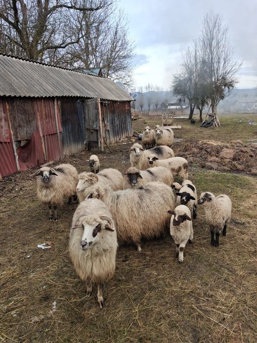 Oi cu miei de vanzare