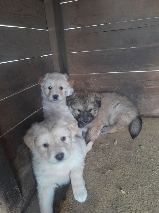 Отдам бесплатно щенят, обычная порода