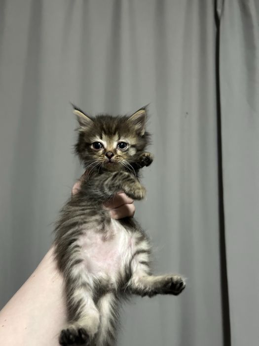 отдам кошечку в добрые руки