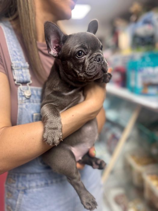 Bulldog francez Blue femela