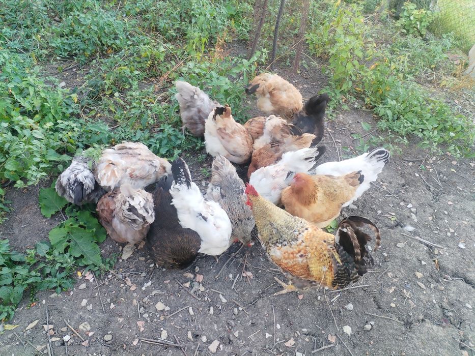 Домашни кокошки с петел