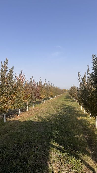Яблоневый сад (apple garden)