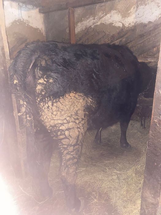 Продам КРС на откорме