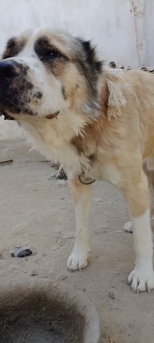 Собака алабай чистый пародия