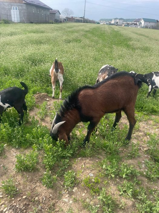 Tap amglonubian ,rasa  pura