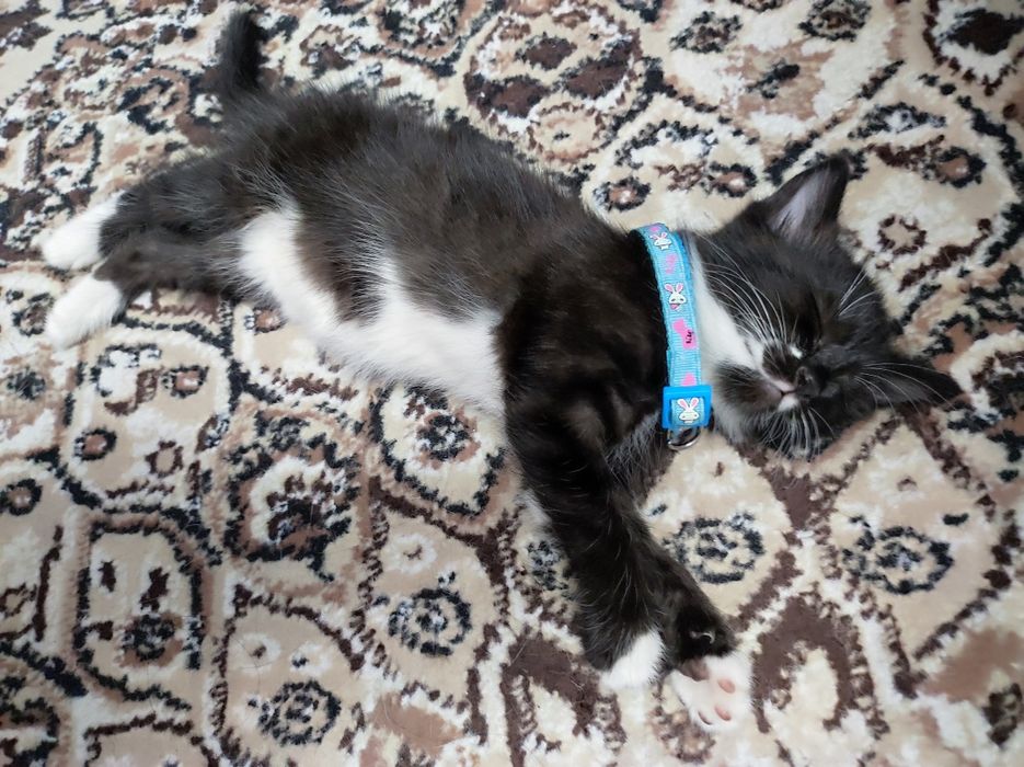 Котенок девочка. Умная, обучаемая, добрая, игривая!