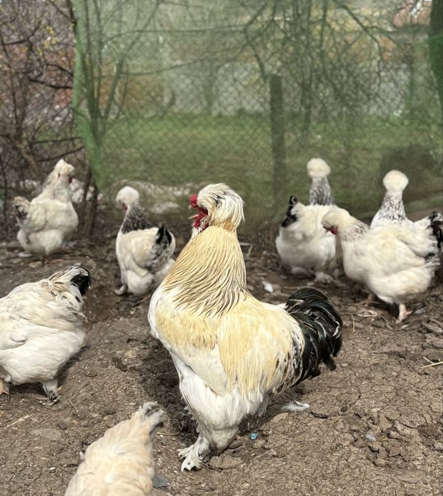 Разплодни яйца ит Струмски кокошки