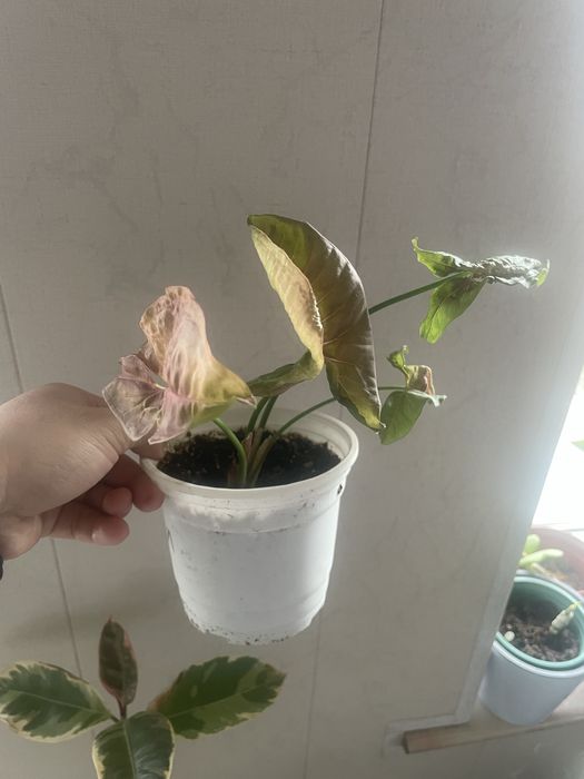 Сингониум пинк Неон Арров Браун