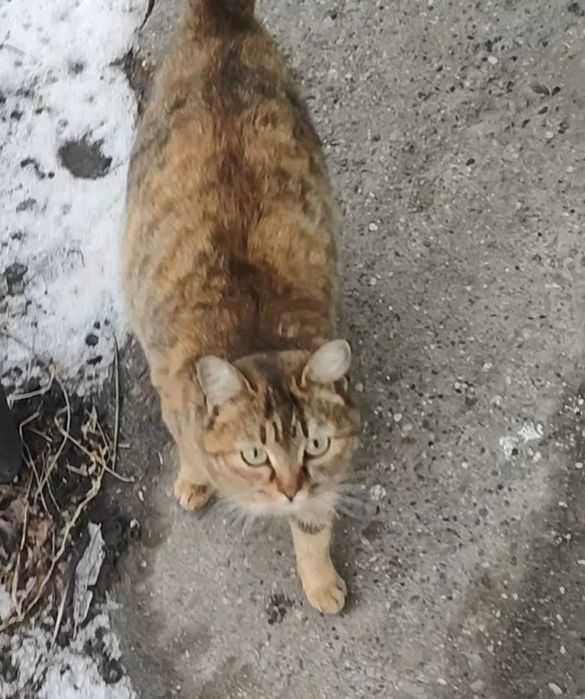 Марточка ищет дом