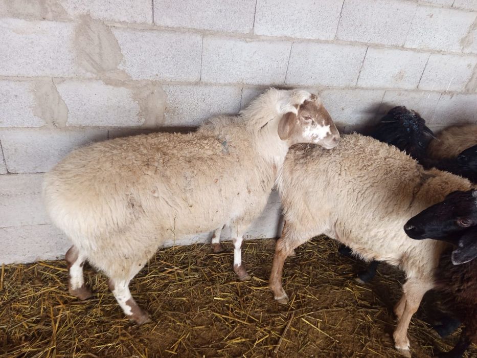 Продаётся бараны