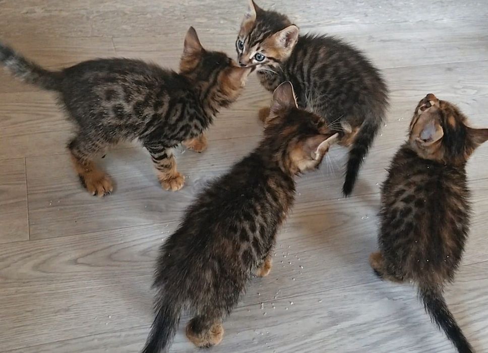 Отдам котят  бенгалские