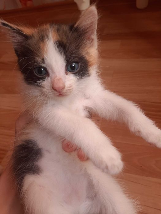 Отдам котят в хорошие руки