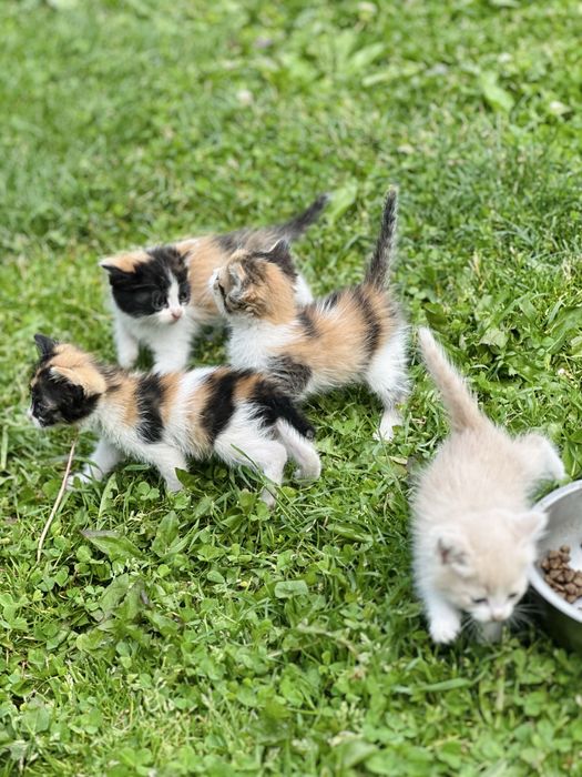 Красивые котикииии