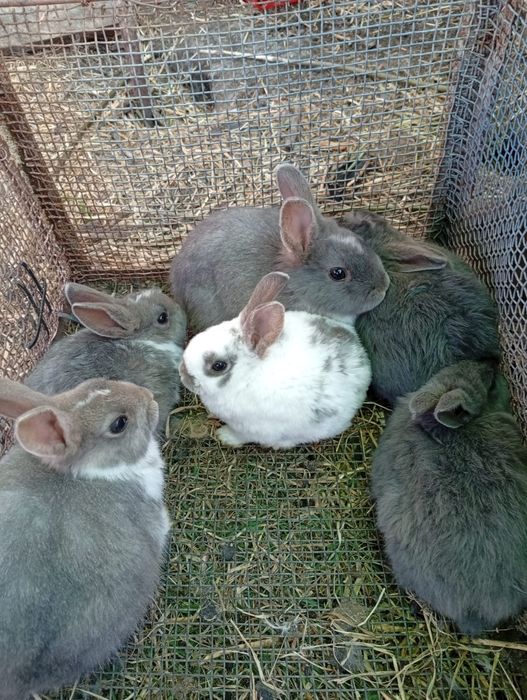 Iepurași dragalasi pt Paști