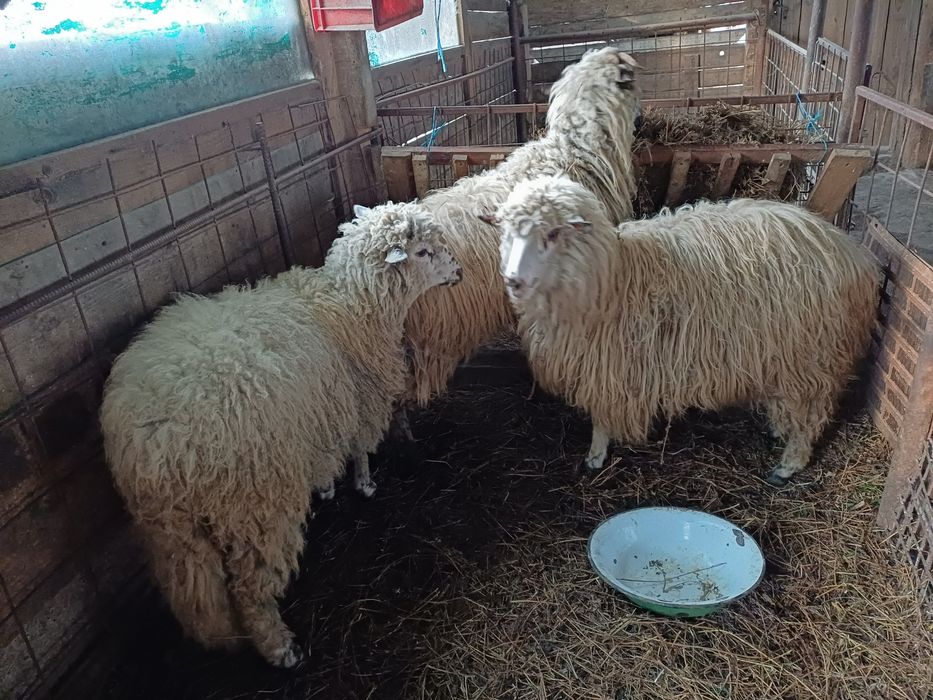 Vind 3 miele de anul trecut frumoase.