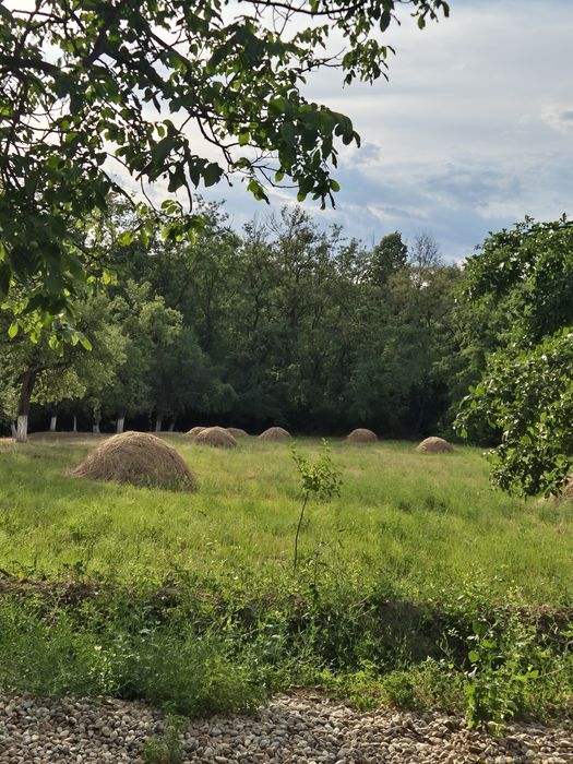 Vand fân de anul acesta (otavă)