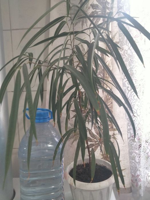 Комнатный фикус Али