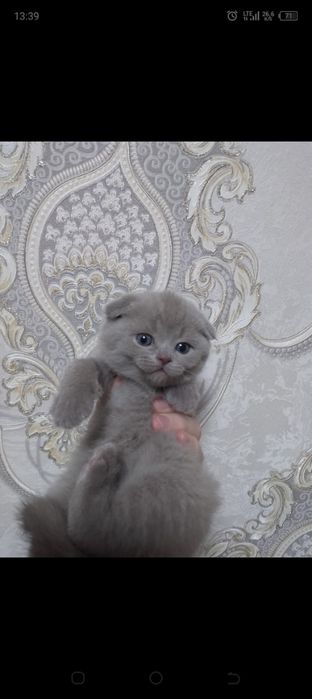 Котята шотландцы.