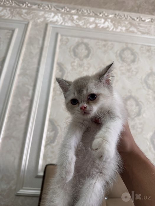 Срочно продактся порозистая кошка шиншила