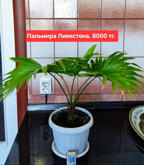 Продам комнатные растения