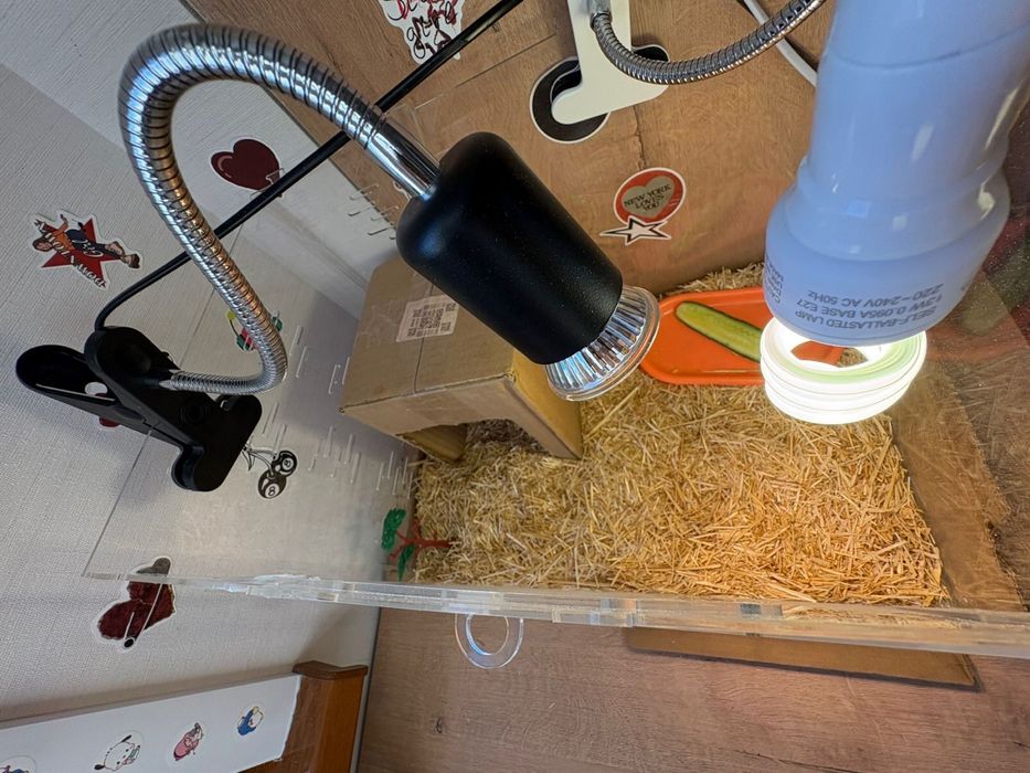 Черепаха сухопутная