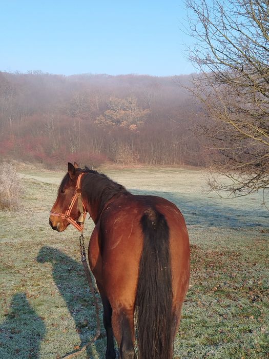 De vânzare armăsar de 2 ani și jumătate preț 7000 lei negociabil