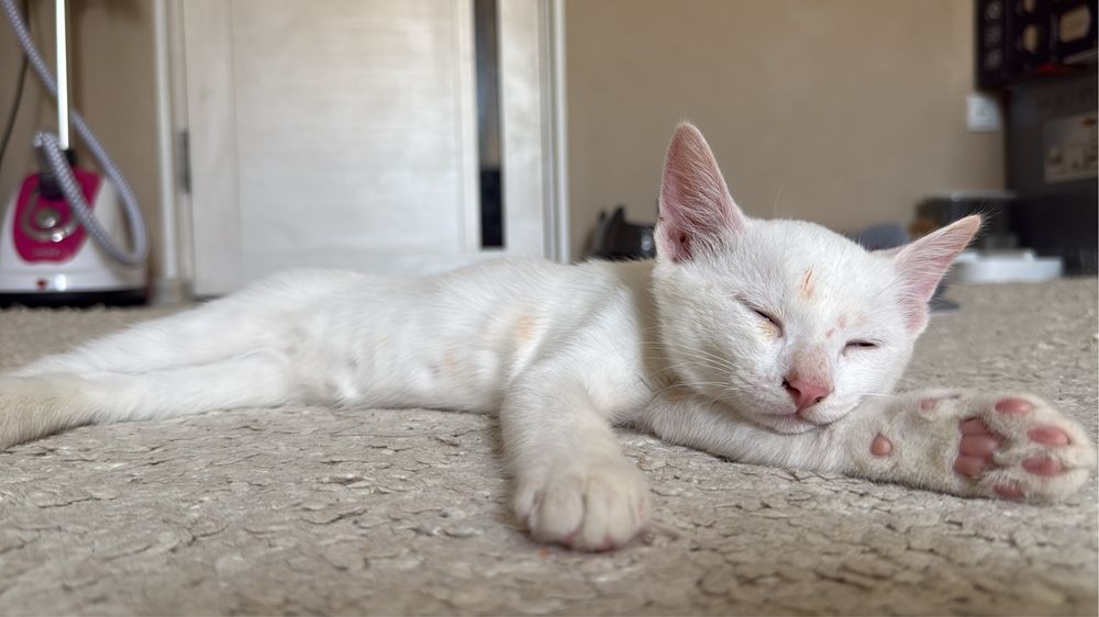 котенок бесплатно