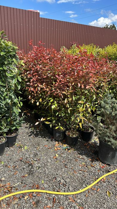 Tuia brazi catalpa artari tei mesteacan maslini pom-pom spirale bosai