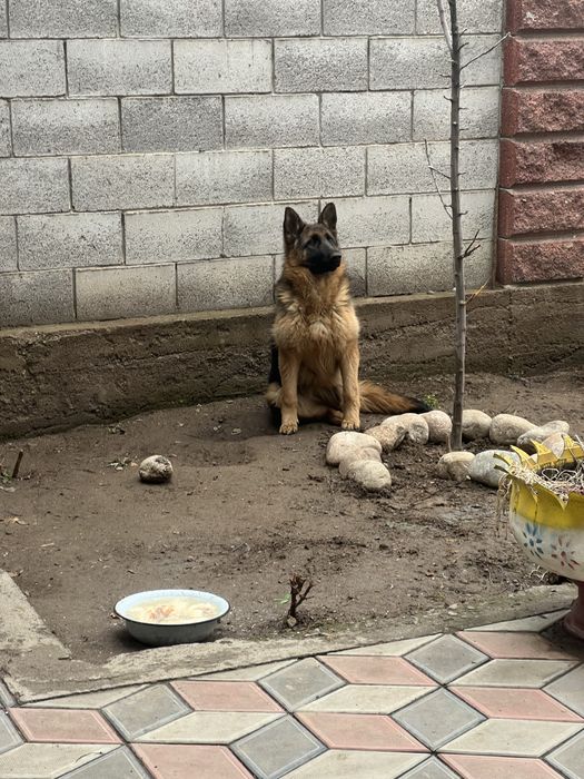 Проодам немецкую овчарку