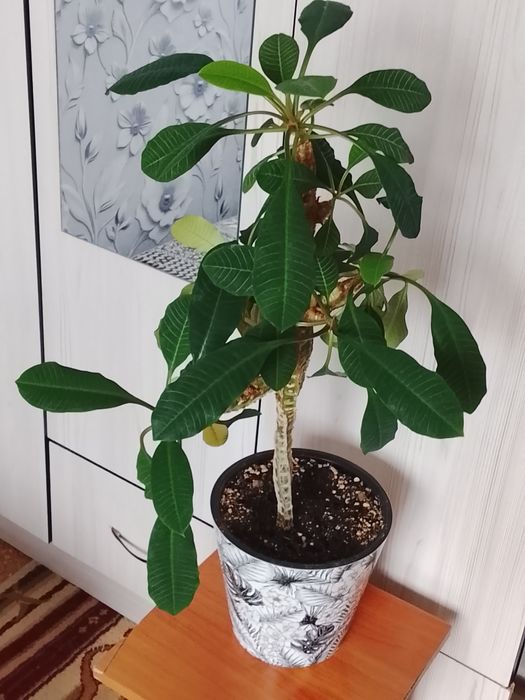 Комнатные растения 500 тенге