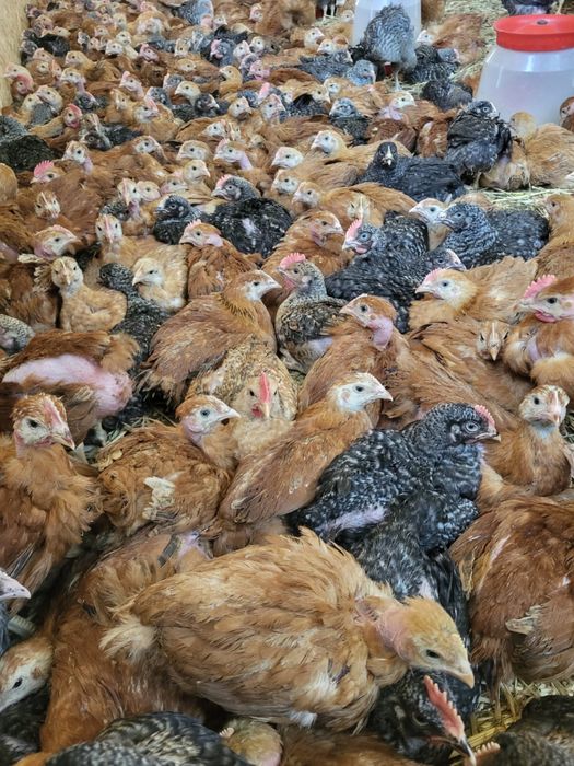 Pui rasa mixta porumbac Kabir