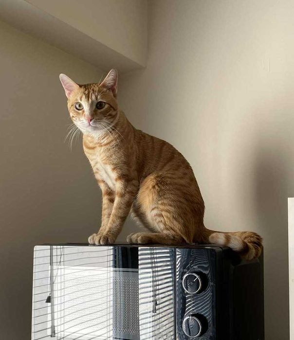 Подарявам кастрирана и много социална мъжка котка на 1 година