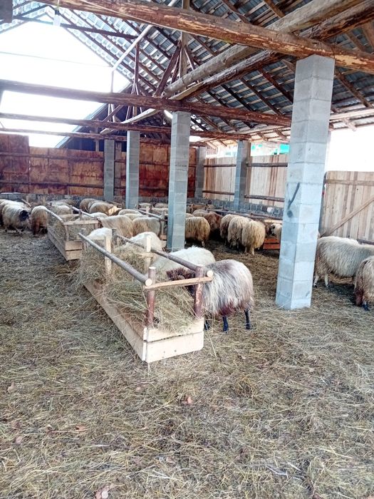 De vanzare 55 de oi gestante