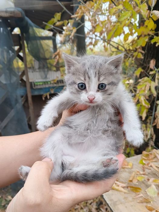 Котята бесплатно