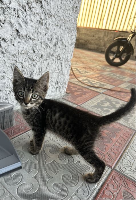 Котята девочки поможем со стерилизацией