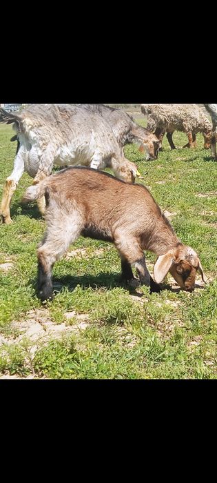 Продается козы.ешкилер сатылады