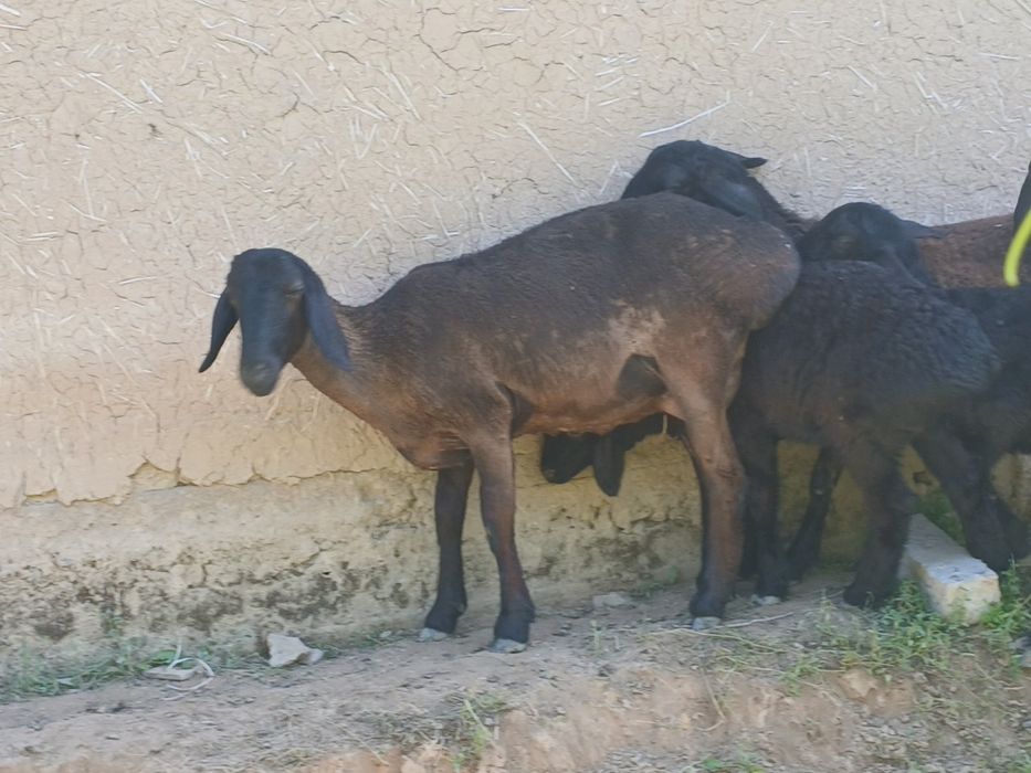 Qoʻy sotiladi ena bola