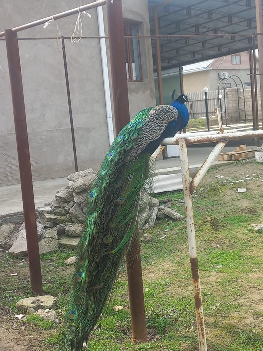 Срочна продам индиские павлин