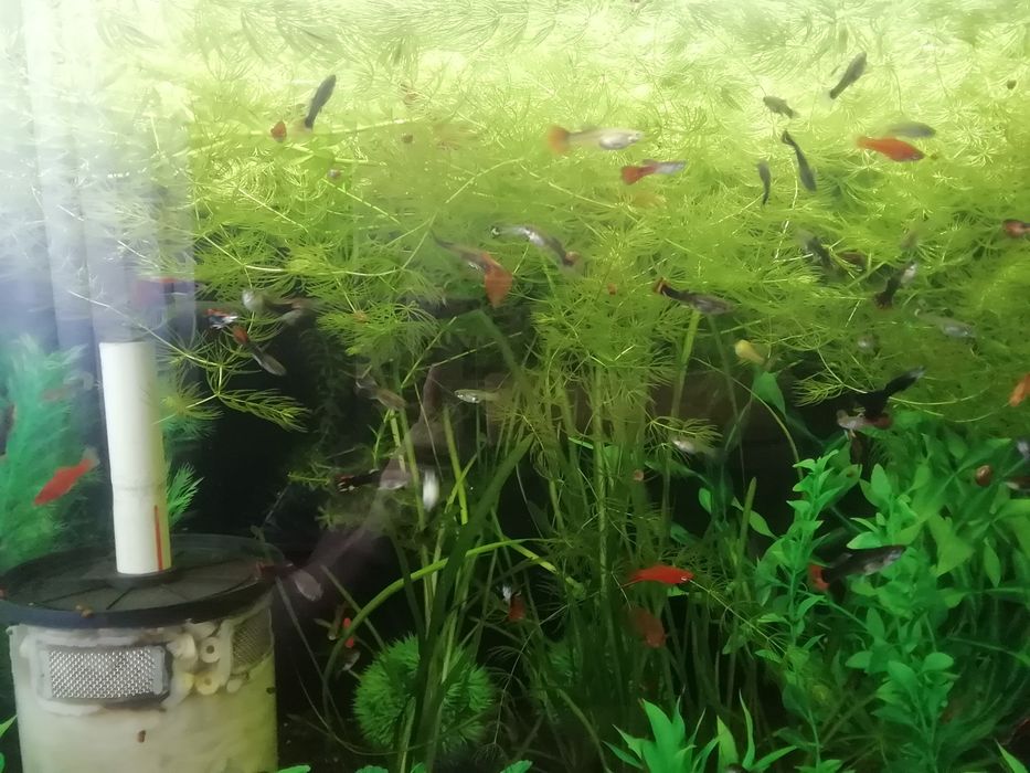 Аквариумные  растения. Роголистник.