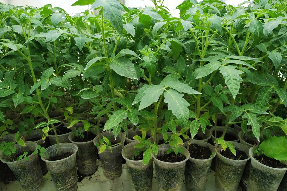 Разсад Домати,Краставици,Пипер,  Тиквички, зеле. 0,8,8,6,9,5,4,3,8,6