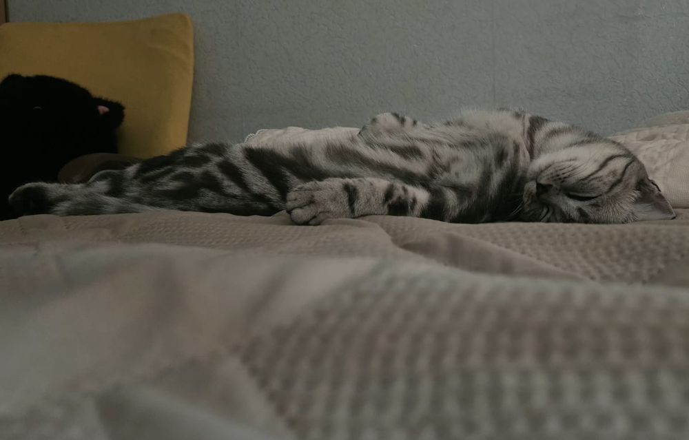 Кот Джонни готов принять гостей