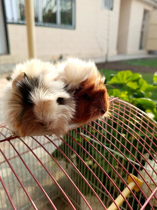 Морская свинка просто чудо