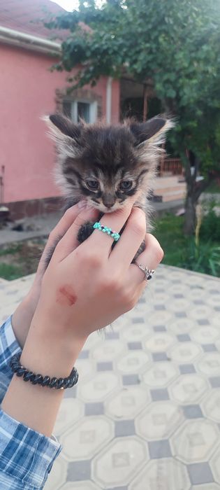 Отдам котят бесплатно в добрые руки